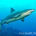 shark_greyreef_kk_h_0705_png1540.jpg